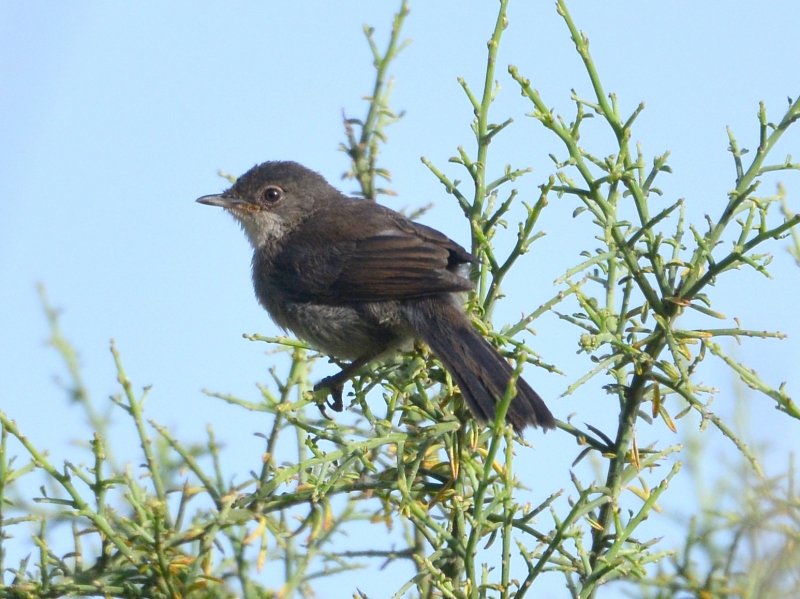 Occhiocotto  (Sylvia melanocephala) juv